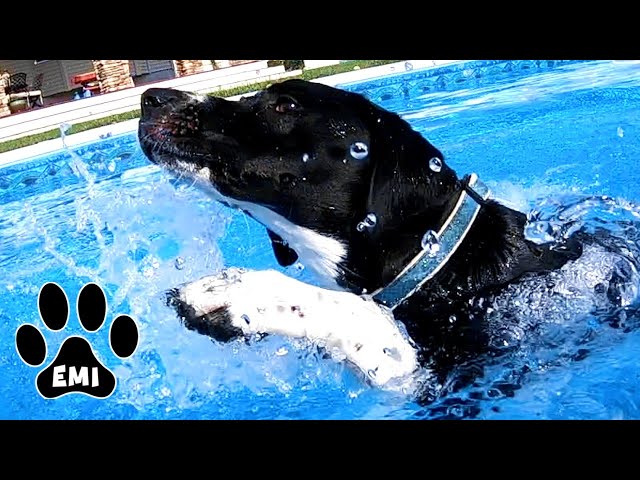 Emi's First Swim in Pool (English Pointer) Cute & Funny Dog Video