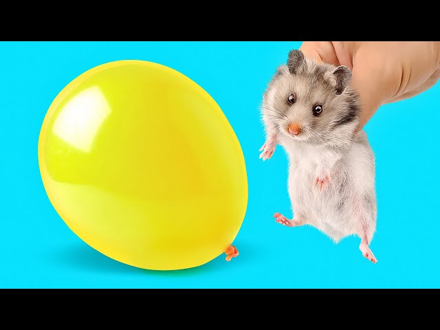Awesome Crafts For Your Pet Hamster || How to Make a Maze and a House for a Hamster