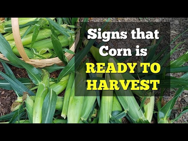 Signs that Corn is Ready to Harvest