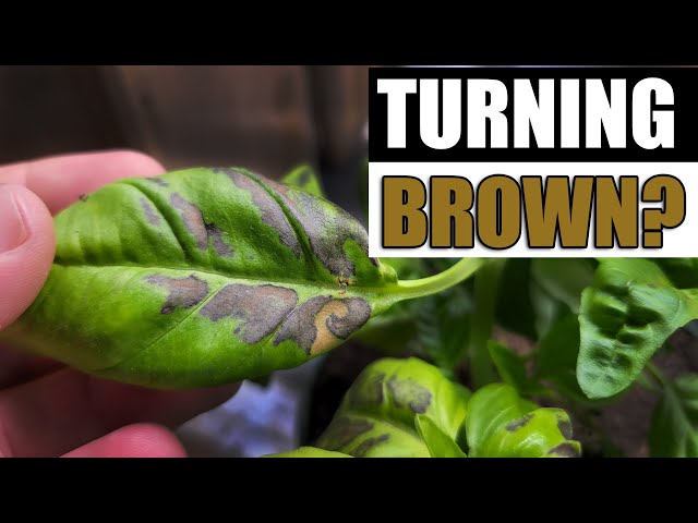 Why Basil Leaves Turn Brown - Garden Quickie Episode 117
