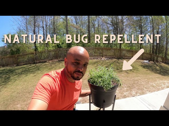Repel mosquitos with lavender plants