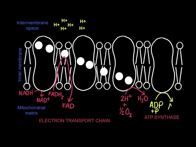 C1.2.13 - C1.2.16 Electron Transport Chain, Proton Gradient and Chemiosmosis