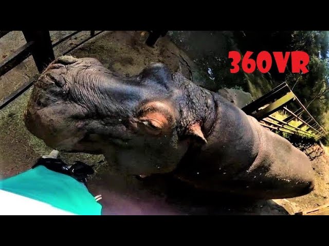 Hippo zookeeper 360 VR