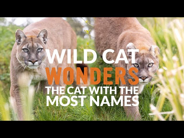 The cat with the MOST NAMES | Wild Cat Wonders | Episode 4