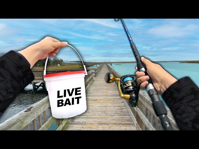 Fishing the DOCKS for Whatever Bites!! (Saltwater Fishing)
