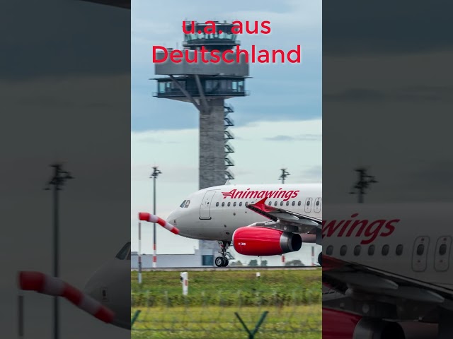 Animawings fliegt 2023 neu in Deutschland, u.a. mit Airbus A320