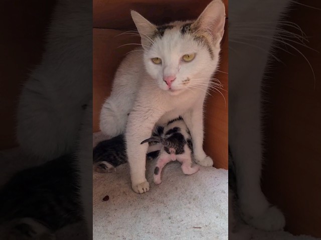 Mother cat's little babies are looking for breasts.