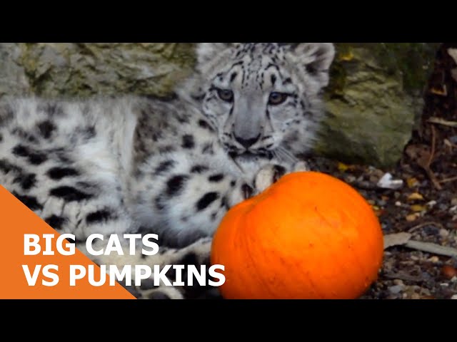 Big Cats vs Pumpkins 🎃