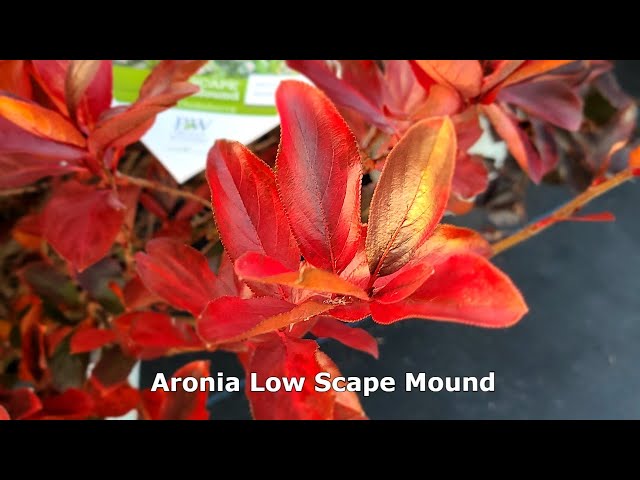 Aronia Low Scape Mound® // Superb, Tough👌& Easy To Grow, Low-growing Shrub for Edging & Groundcover