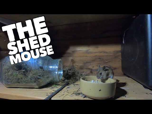 The Shed Mouse