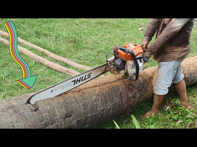 Palm Tree Sawing Process Skills With Chainsaw STIHL MS070 Wood Cutting Machine