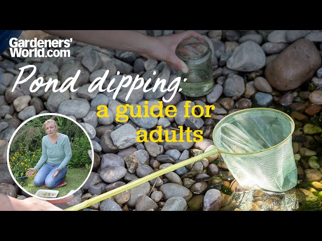Why adults should go pond dipping | Kate Bradbury
