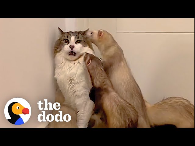 Cat Loves To Wrestle With His 5 Ferret Siblings | The Dodo