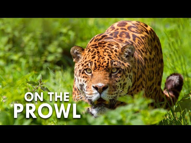 The Weird Wildlife Of Costa Rica | Animalogic Wild