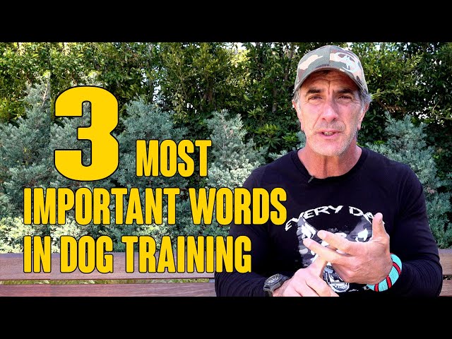 The 3 MOST Important Words in Dog Training