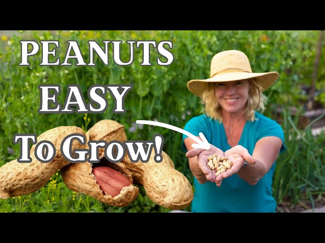 Planting & Growing Peanuts - Easy How To