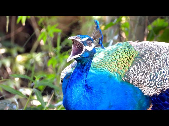 Peacock sounds female & male original | mor morni ki awaaz | peacock peahen voice