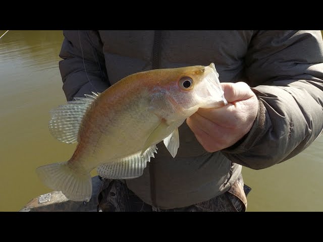 Livescope Crappie Fishing with Kris Mann