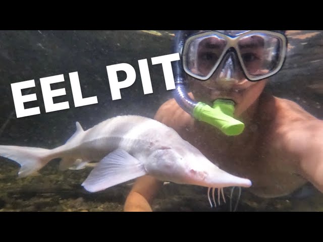 Snorkeling in my eel pit!