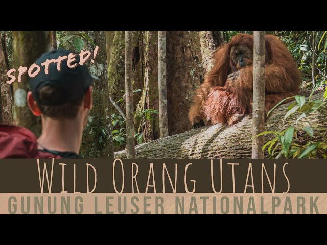 Sumatra Jungle Trekking | Orang Utans in Gunung Leuser Nationalpark | Indonesia