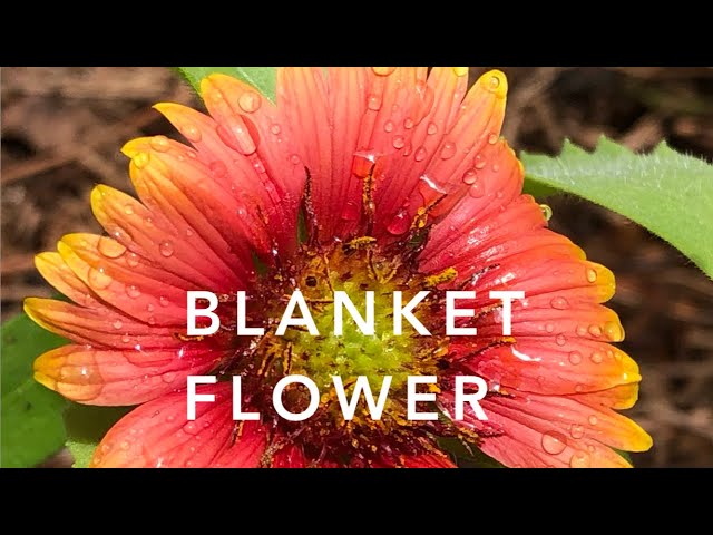 Blanket Flower | Florida Native Plants Landscaping