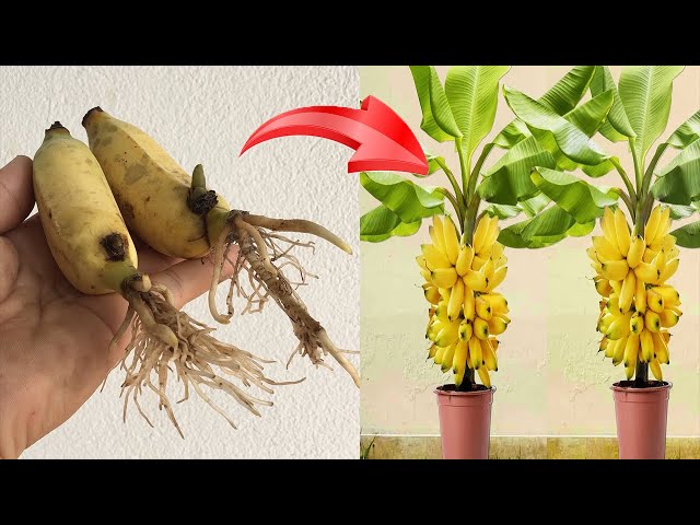 Summary of simple banana propagation techniques using aloe vera that anyone can do