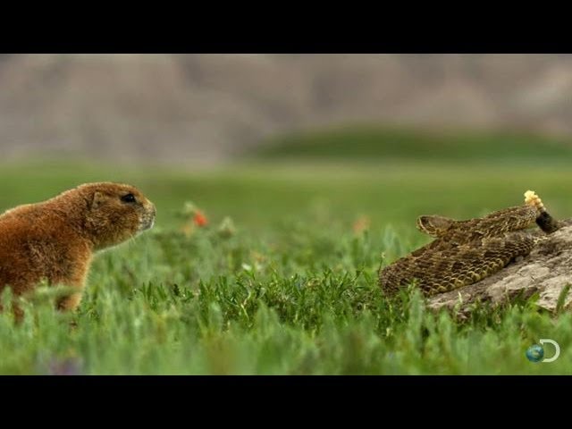 Brave Prairie Dog Confronts Snake | North America