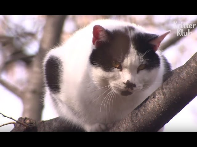 Adrenaline Junkie Cat Fakes A Rescue Situation | Kritter Klub