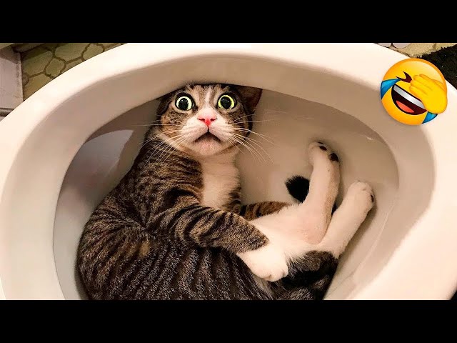 Funniest Animals 2023 - Funny Cats and Dogs - Funny Animal Videos #25