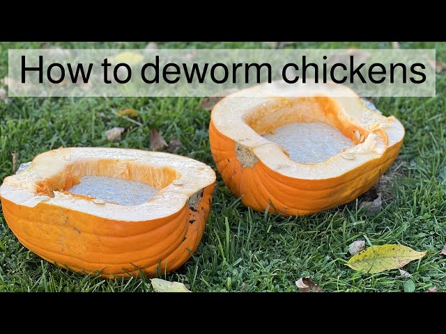 How to deworm chickens naturally | Quick and easy recipe