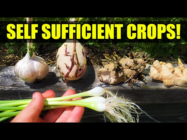 Top 5 Self Sufficient Crops