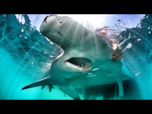 Do sharks use marine protected areas?