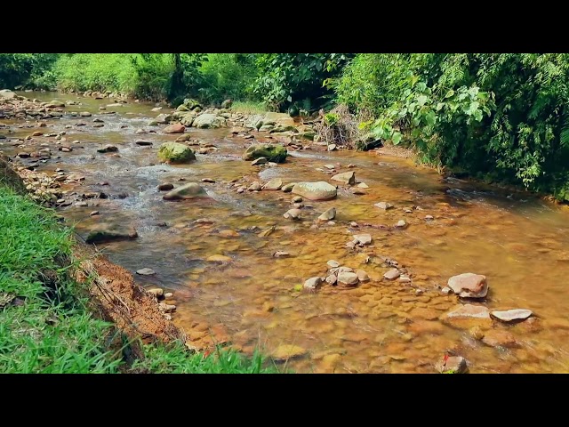 Melodious Birdsong and beautiful river sounds - Calm River Sounds, Calming Forest Sounds, Meditation
