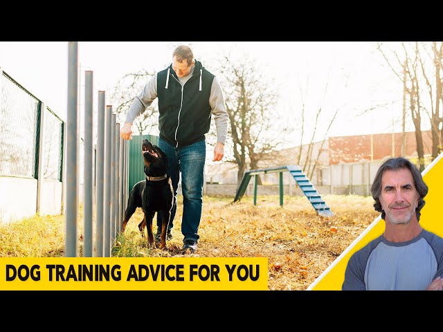Dog Training Advice - Common Dog Behavior Questions Answered