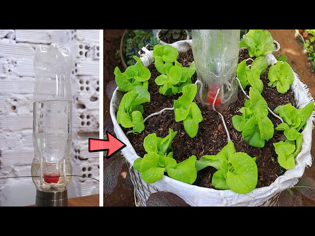 Growing Vegetables For The Family To Eat Is Easy - Automatic Watering Vegetable Pots