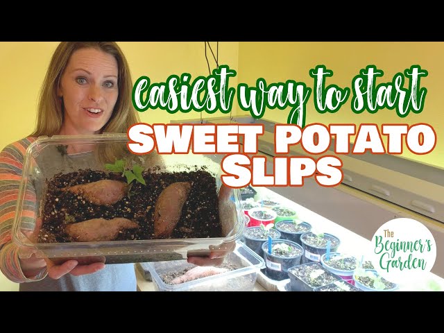 The Simple Way to Start Sweet Potato Slips Indoors (no jars of water required!)