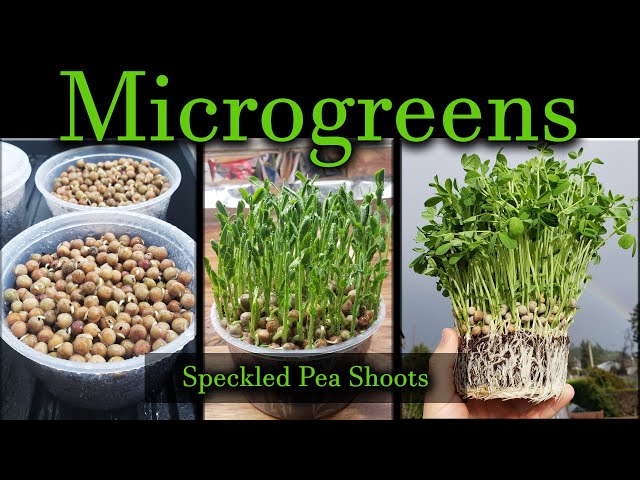 How To Grow Microgreens, The Series - Video 1: Speckled Peas