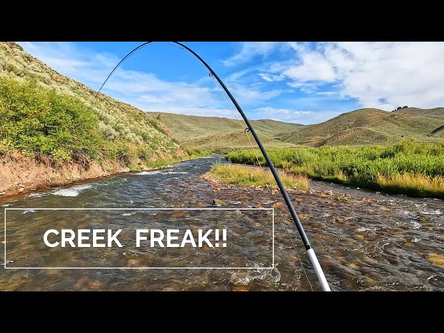 This FLY catches the BIGGEST trout in the stream!    9wk truck camping road trip (WY.ID.MT) p4