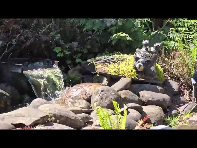 Spring Fish Pond Start-Up: Powering On Your Fish Pond with Cleaning Tips & Plumbing Hacks