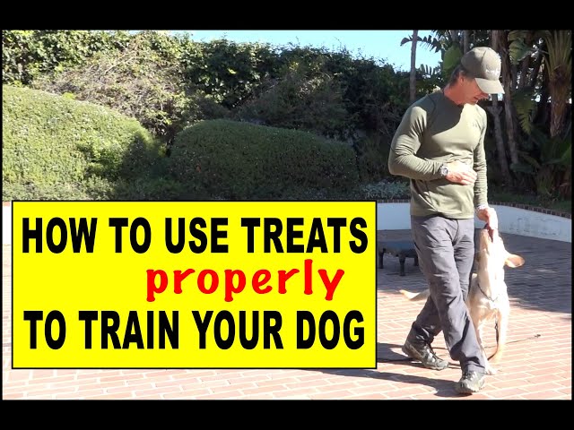 How to Use Treats in Dog Training - Theory and Delivery of Treats for Puppies and Adult Dogs