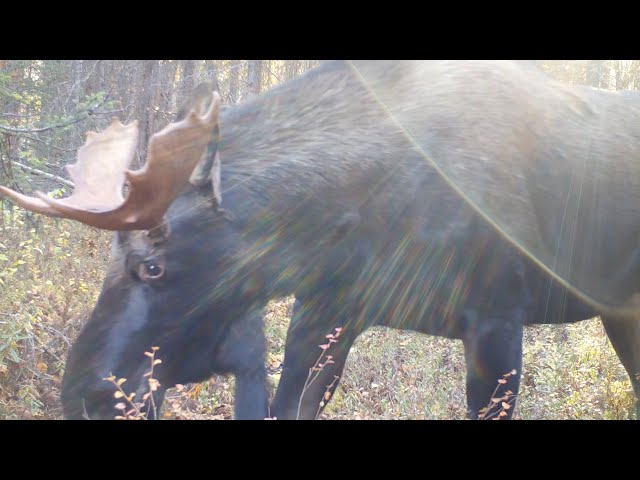 Alaska Cam Moose, Fox, Coyote, Rabbit September 28, 2023