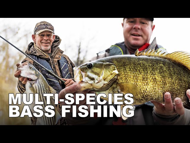 White, Striped, and Smallmouth Bass! | Tennessee River Bass Fishing