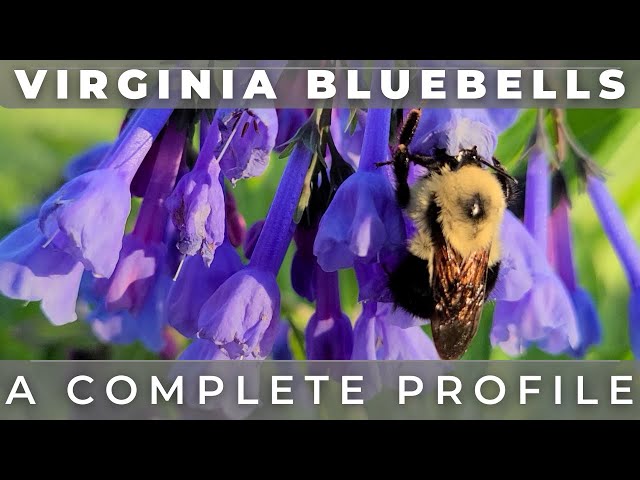 Virginia Bluebells - A Complete Grow And Care Profile
