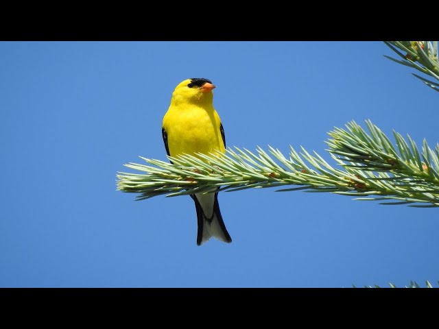 finch bird sounds | yellow finch bird sounds | goldfinch bird sounds | American Goldfinch Bird Song