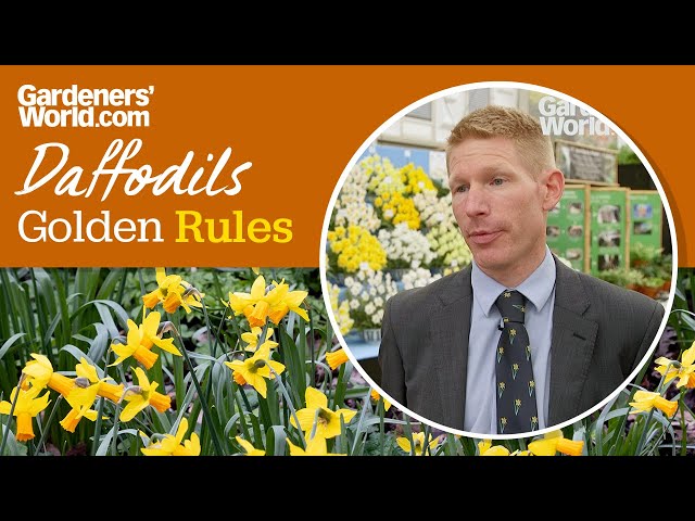 Caring for daffodils | Golden Rules