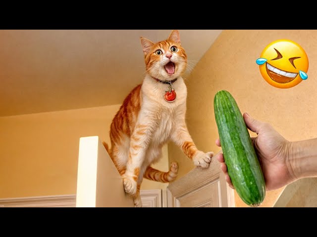 When God sends you funny dogs and cats 😂 Funniest cat ever 🐶 #19