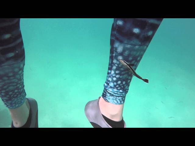 Whale Shark Warrior Leggings