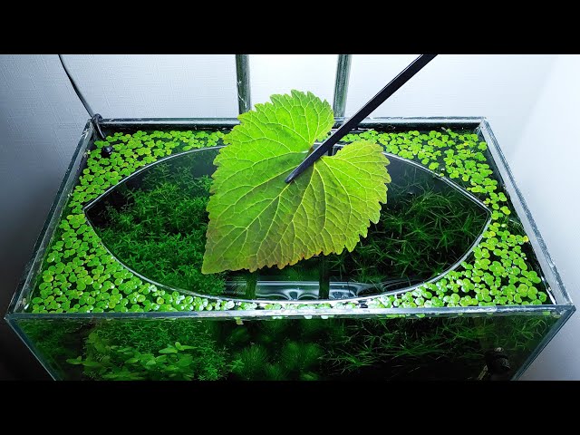 38th Month – (Mulberry Leaf Feeding Frenzy) NO filter, NO CO2, NO Ferts 5 Gallon Nano Tank