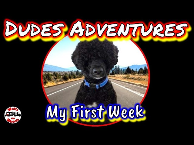 🐾 My First Week // How's Life with the Watts's // Portuguese Water Dog