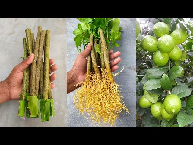 How to propagate lemon tree from cuttings with aloe vera - With 100% success